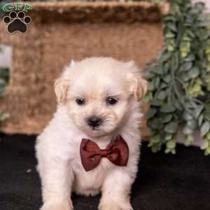 Marlin, Teddy Bear Puppy